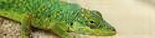 Green Lizard crawling on sand with upper portion of its body visible but it’s tail is left hidden